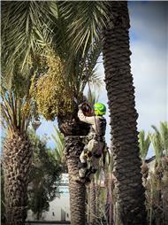 תמונה של הגוזם העברי
