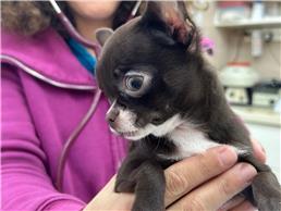 תמונה שצולמה להמחשת העבודות של וטרינריות בשכונה - פתח תקווה / ד"ר אפרת גינגיס תמונה של וטרינריות בשכונה - פתח תקווה / ד"ר אפרת גינגיס