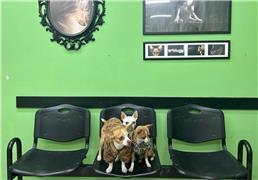 תמונה שצולמה להמחשת העבודות של וטרינריות בשכונה - פתח תקווה / ד"ר אפרת גינגיס תמונה של וטרינריות בשכונה - פתח תקווה / ד"ר אפרת גינגיס