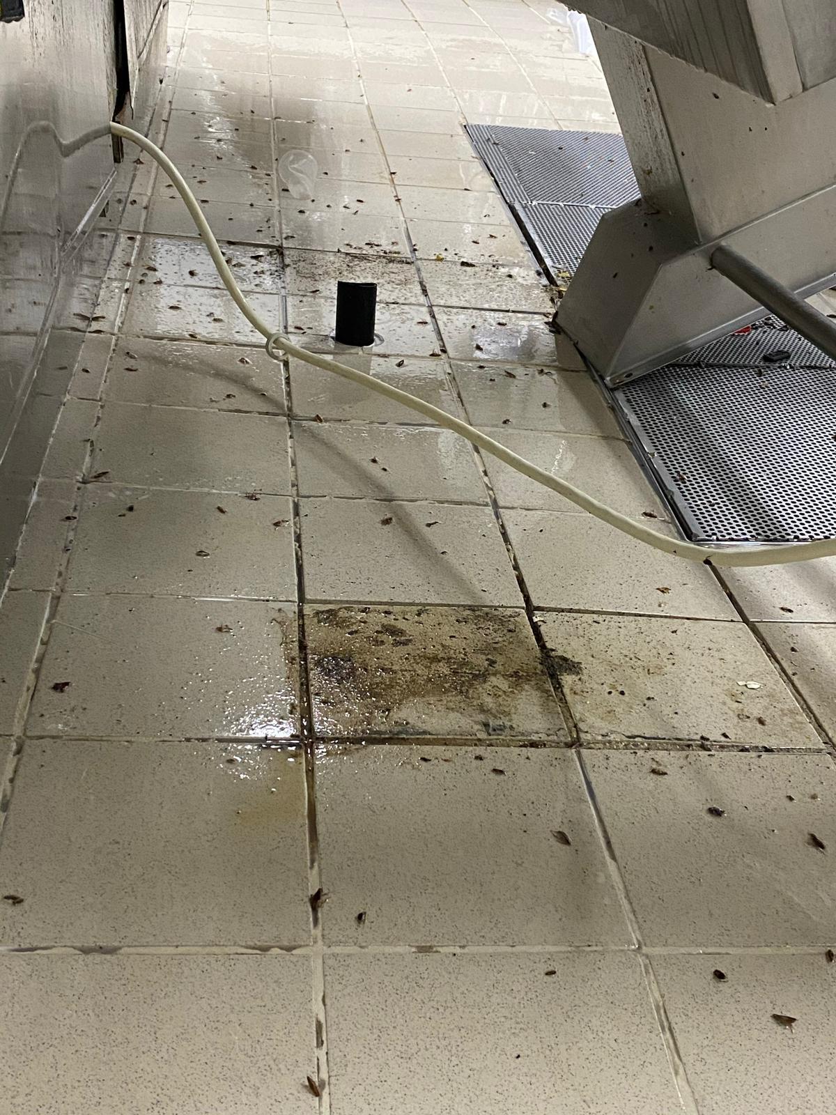תמונה שצולמה להמחשת העבודות של ISPM הדברה תמונה של ISPM הדברה