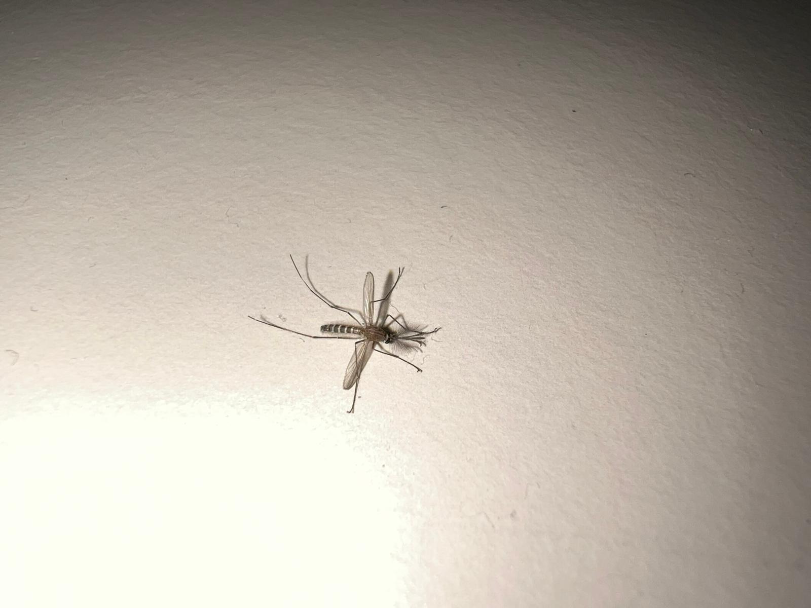 תמונה שצולמה להמחשת העבודות של ISPM הדברה תמונה של ISPM הדברה