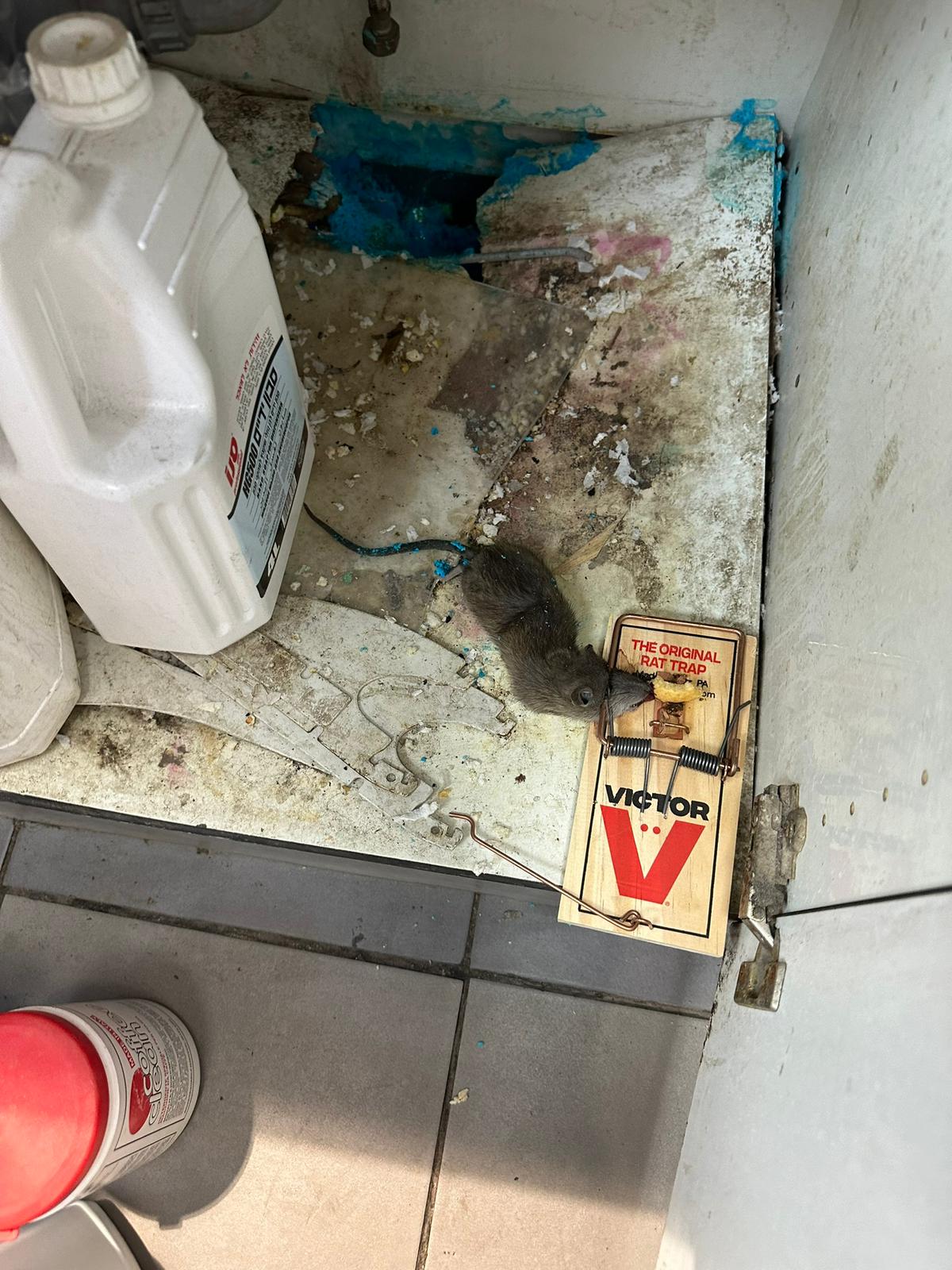 תמונה שצולמה להמחשת העבודות של ISPM הדברה תמונה של ISPM הדברה