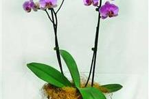 תמונה שצולמה להמחשת העבודות של הפרח עציץ סחלבים