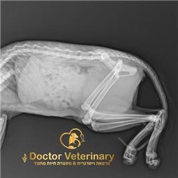 תמונה שצולמה להמחשת העבודות של דוקטור וטרינרי - doctor veterinary | מרפאה, מספרת חיות, מזון לחיות - 2 תמונה של דוקטור וטרינרי - doctor veterinary | מרפאה, מספרת חיות, מזון לחיות