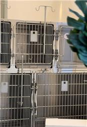 תמונה שצולמה להמחשת העבודות של דוקטור וטרינרי - doctor veterinary | מרפאה, מספרת חיות, מזון לחיות - 1 תמונה של דוקטור וטרינרי - doctor veterinary | מרפאה, מספרת חיות, מזון לחיות