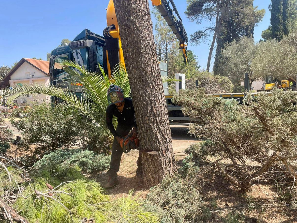 תמונה שצולמה להמחשת העבודות של אורי גיזומים תמונה של אורי גיזומים