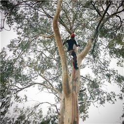 תמונה שצולמה להמחשת העבודות של אורי גיזומים תמונה של אורי גיזומים