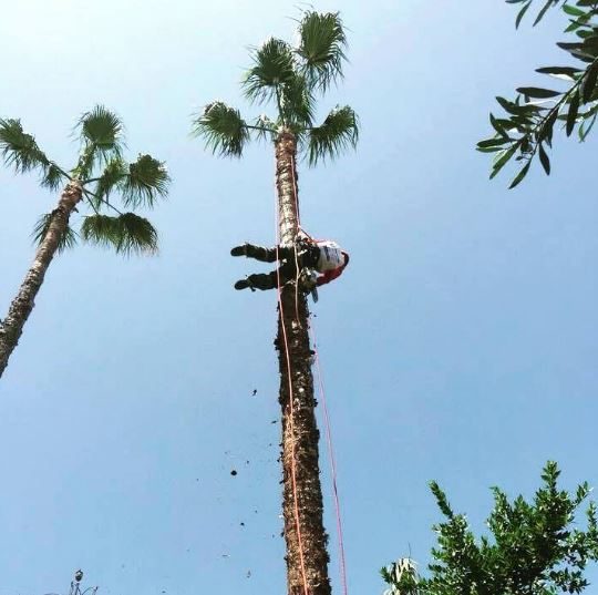 תמונה שצולמה להמחשת העבודות של אורי גיזומים תמונה של אורי גיזומים