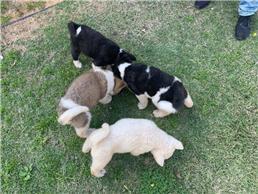 תמונה שצולמה להמחשת העבודות של Crazy Zoo- חניה חינם ללקוחות תמונה של Crazy Zoo- חניה חינם ללקוחות