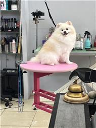 תמונה של סלון דוגוז - Salon doggoz