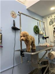 תמונה של סלון דוגוז - Salon doggoz