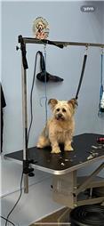 תמונה של סלון דוגוז - Salon doggoz