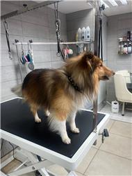 תמונה של סלון דוגוז - Salon doggoz