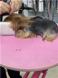 תמונה של סלון דוגוז - Salon doggoz