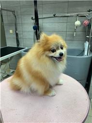 תמונה של סלון דוגוז - Salon doggoz