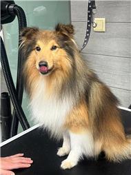 תמונה של סלון דוגוז - Salon doggoz