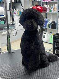 תמונה של סלון דוגוז - Salon doggoz