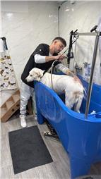 תמונה של סלון דוגוז - Salon doggoz