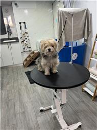 תמונה של סלון דוגוז - Salon doggoz