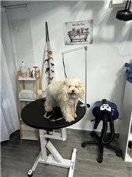 תמונה של סלון דוגוז - Salon doggoz