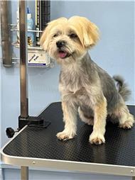 תמונה של סלון דוגוז - Salon doggoz