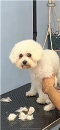 תמונה של סלון דוגוז - Salon doggoz