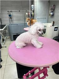 תמונה של סלון דוגוז - Salon doggoz