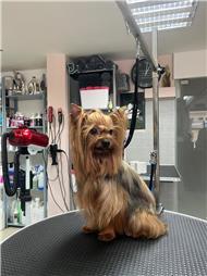 תמונה של סלון דוגוז - Salon doggoz