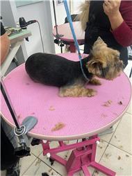 תמונה של סלון דוגוז - Salon doggoz