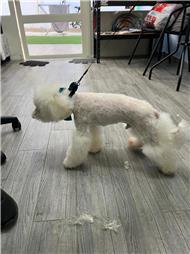 תמונה של סלון דוגוז - Salon doggoz