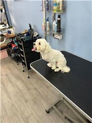 תמונה של סלון דוגוז - Salon doggoz