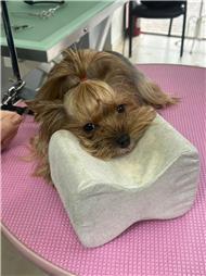תמונה של סלון דוגוז - Salon doggoz