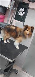 תמונה של סלון דוגוז - Salon doggoz