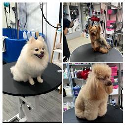 תמונה של סלון דוגוז - Salon doggoz
