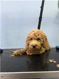 תמונה של סלון דוגוז - Salon doggoz