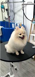 תמונה של סלון דוגוז - Salon doggoz