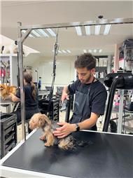 תמונה של סלון דוגוז - Salon doggoz
