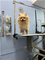 תמונה של סלון דוגוז - Salon doggoz