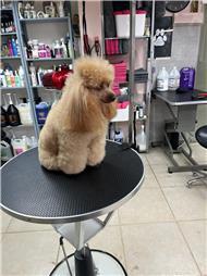 תמונה של סלון דוגוז - Salon doggoz