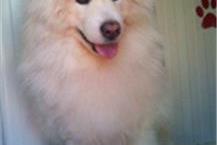 תסרוקות לכלבים