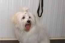 מספרות לכלבים וחתולים