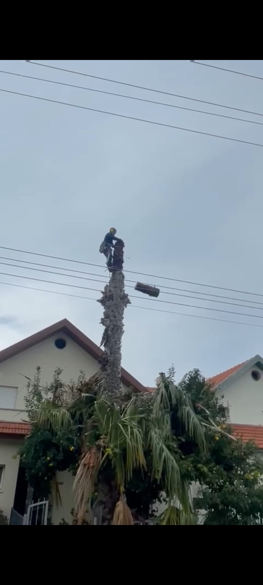 תמונה שצולמה להמחשת העבודות של פרח בגן תמונה של פרח בגן