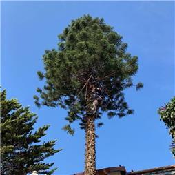 תמונה שצולמה להמחשת העבודות של פרח בגן תמונה של פרח בגן