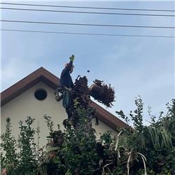 תמונה שצולמה להמחשת העבודות של פרח בגן תמונה של פרח בגן
