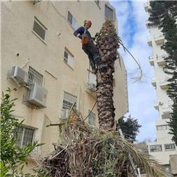 תמונה שצולמה להמחשת העבודות של פרח בגן תמונה של פרח בגן