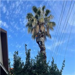 תמונה שצולמה להמחשת העבודות של פרח בגן תמונה של פרח בגן