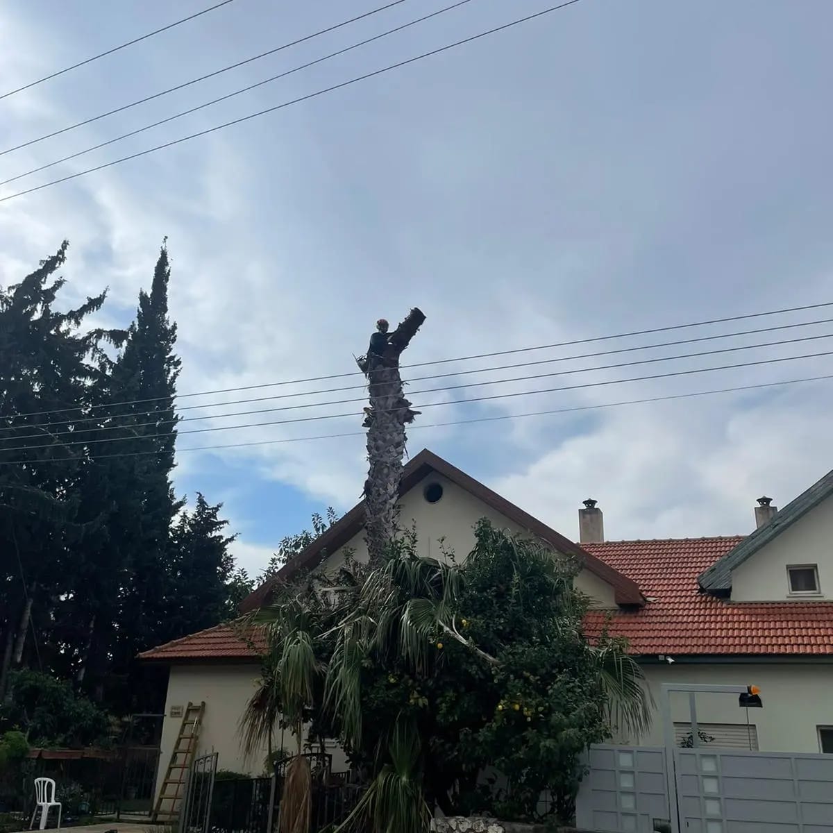 תמונה שצולמה להמחשת העבודות של פרח בגן תמונה של פרח בגן