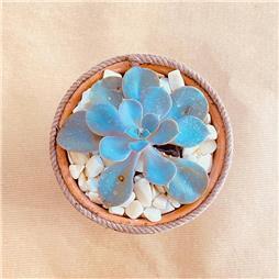 תמונה של פרג גינון אקולוגי