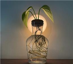 תמונה של פרג גינון אקולוגי