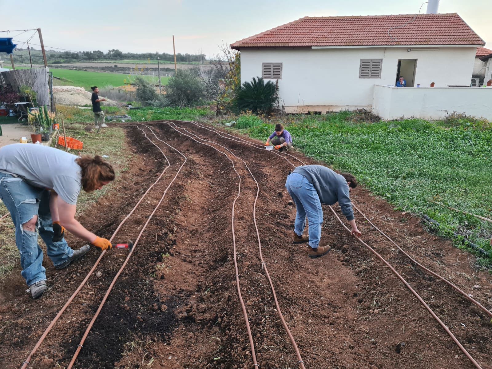תמונה שצולמה להמחשת העבודות של פרג גינון אקולוגי תמונה של פרג גינון אקולוגי